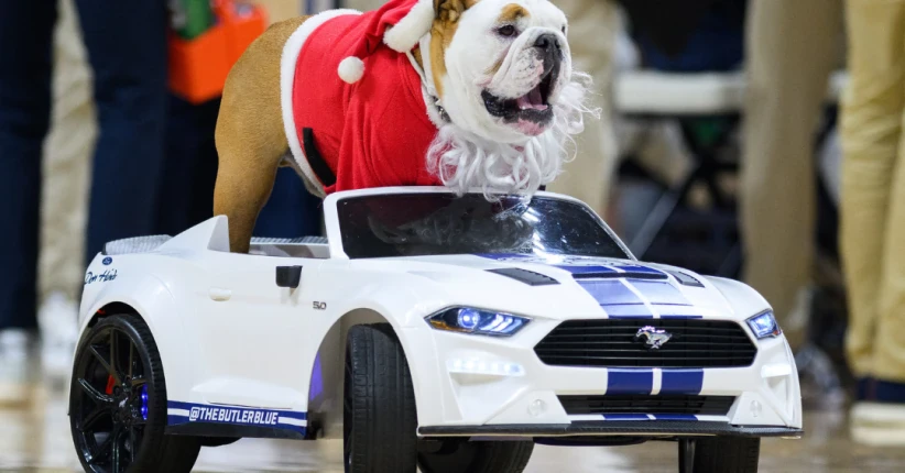 10 Most Popular Live Animal College Mascots on Social Media