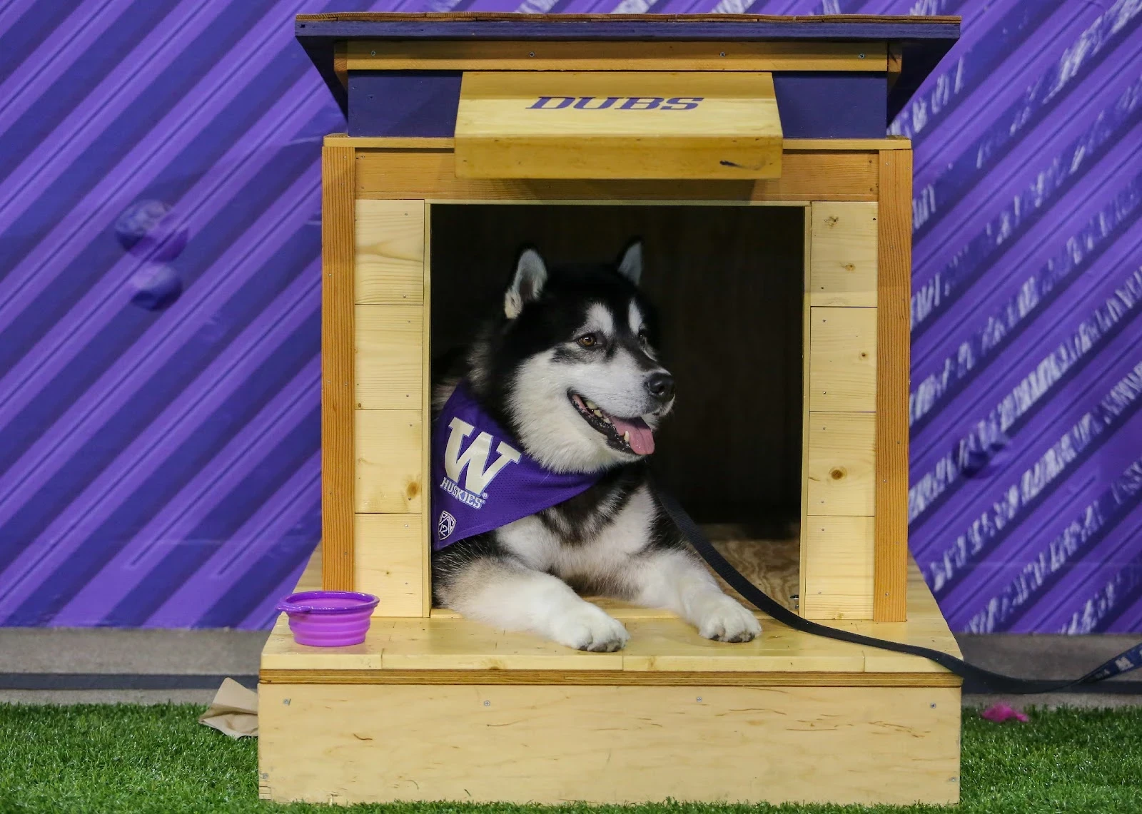 Washington Huskies mascot Dubs II sits in a dog house.