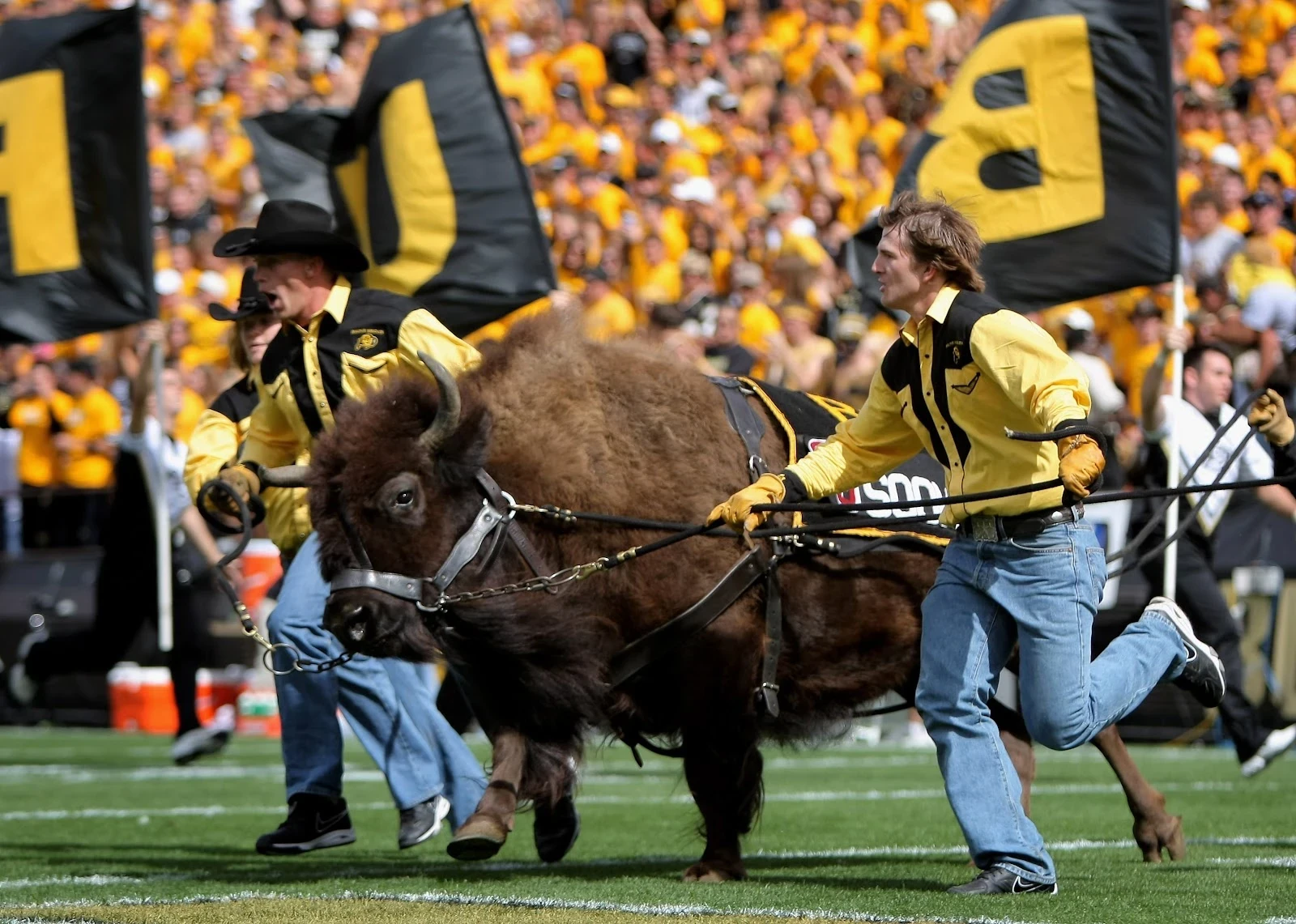 Ralphie IV, the mascot of the Colorado Buffaloes, is escorted onto the field.