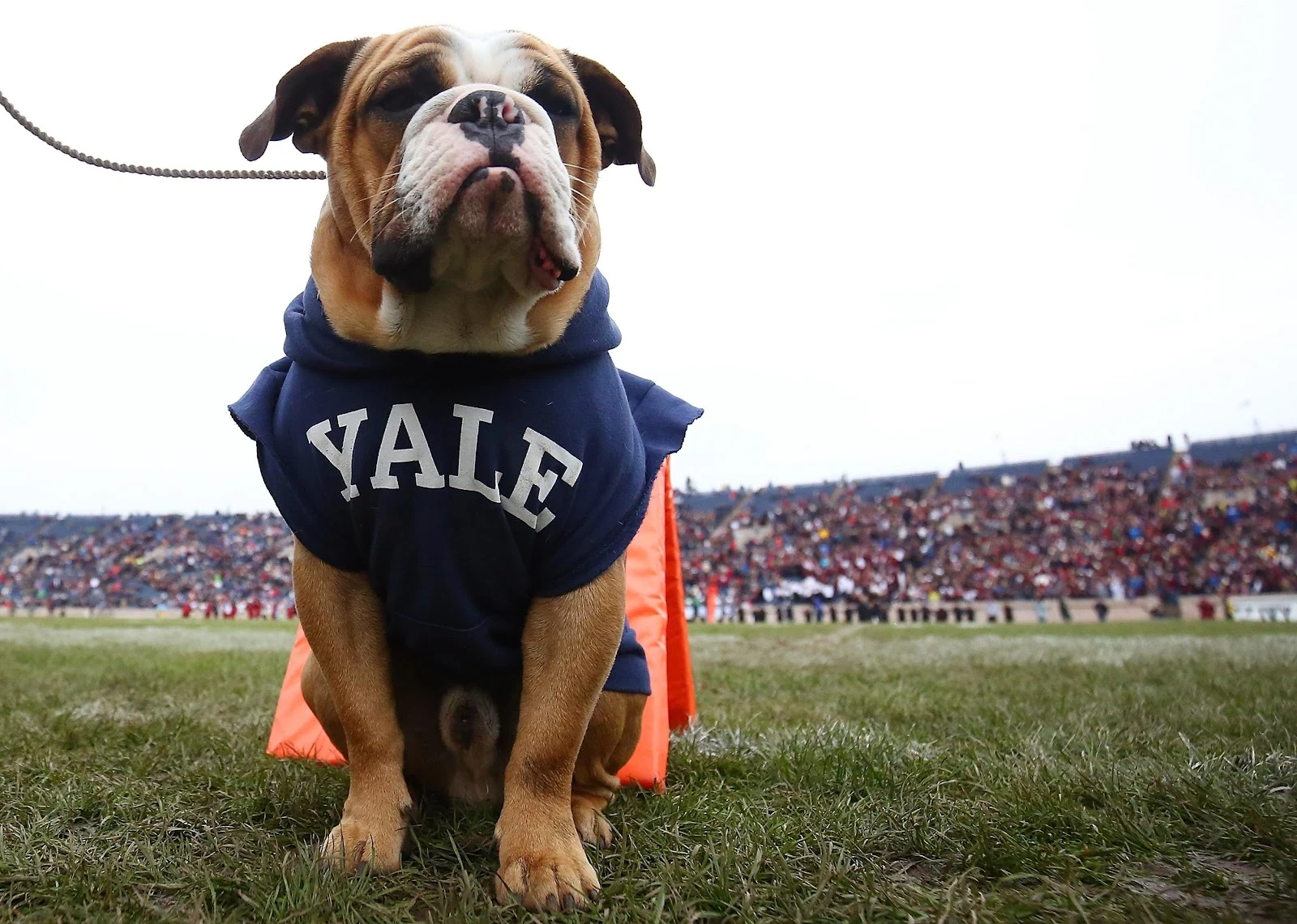 Handsome Dan sits on the sideline during a game against the Harvard Crimson.